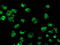 FGFR-2 antibody, TA502829, Origene, Immunofluorescence image 
