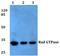 RRAD, Ras Related Glycolysis Inhibitor And Calcium Channel Regulator antibody, PA5-36460, Invitrogen Antibodies, Western Blot image 