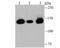 Histone Deacetylase 9 antibody, NBP2-75519, Novus Biologicals, Western Blot image 