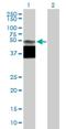 Riboflavin transporter 1 antibody, H00055065-B01P, Novus Biologicals, Western Blot image 