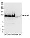 Minichromosome Maintenance Complex Component 2 antibody, A300-191A, Bethyl Labs, Western Blot image 