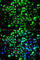X-Ray Repair Cross Complementing 6 antibody, A7330, ABclonal Technology, Immunofluorescence image 