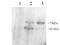 Proprotein Convertase Subtilisin/Kexin Type 9 antibody, orb18975, Biorbyt, Western Blot image 