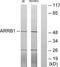 ARRB1 antibody, TA312683, Origene, Western Blot image 