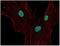 p21 antibody, GTX27903, GeneTex, Immunofluorescence image 