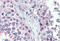 G Protein Signaling Modulator 2 antibody, MBS242530, MyBioSource, Immunohistochemistry paraffin image 