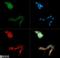 Brain-specific angiogenesis inhibitor 1 antibody, NB110-81586, Novus Biologicals, Immunofluorescence image 