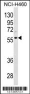 Cyclin L2 antibody, 56-397, ProSci, Western Blot image 