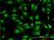 PBX/Knotted 1 Homeobox 2 antibody, H00063876-M01, Novus Biologicals, Immunofluorescence image 