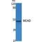 Acyl-CoA Dehydrogenase Medium Chain antibody, LS-C386786, Lifespan Biosciences, Western Blot image 