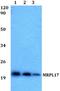 Mitochondrial Ribosomal Protein L17 antibody, A15134, Boster Biological Technology, Western Blot image 