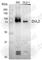 Dishevelled Segment Polarity Protein 2 antibody, A3841, ABclonal Technology, Western Blot image 