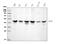 Mitogen-Activated Protein Kinase Kinase 2 antibody, M00996-3, Boster Biological Technology, Western Blot image 