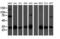 Carbonyl Reductase 3 antibody, M06200, Boster Biological Technology, Western Blot image 