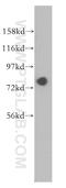 GTP Binding Protein 4 antibody, 13897-1-AP, Proteintech Group, Western Blot image 