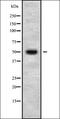 Carcinoembryonic antigen-related cell adhesion molecule 8 antibody, orb336336, Biorbyt, Western Blot image 