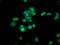 RNA-binding motif, single-stranded-interacting protein 3 antibody, LS-C674348, Lifespan Biosciences, Immunofluorescence image 