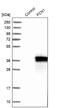 Ficolin 1 antibody, NBP1-84705, Novus Biologicals, Western Blot image 