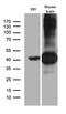 Neuronal-specific septin-3 antibody, M33923, Boster Biological Technology, Western Blot image 