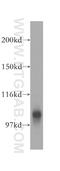 ATP/GTP Binding Protein Like 2 antibody, 13325-1-AP, Proteintech Group, Western Blot image 