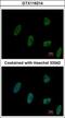 Zinc Finger Protein 207 antibody, GTX116214, GeneTex, Immunofluorescence image 