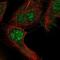 Regulator of G-protein signaling 12 antibody, NBP2-55755, Novus Biologicals, Immunofluorescence image 