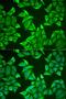 Neuroglobin antibody, orb247462, Biorbyt, Immunofluorescence image 