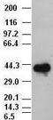 SRY-Box 17 antibody, LS-C784075, Lifespan Biosciences, Western Blot image 