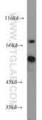 DNA Polymerase Mu antibody, 14873-1-AP, Proteintech Group, Western Blot image 