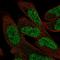 PVALB antibody, HPA048536, Atlas Antibodies, Immunocytochemistry image 