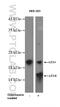 Microtubule Associated Protein 1 Light Chain 3 Beta antibody, 14600-1-AP, Proteintech Group, Western Blot image 