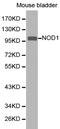 Nucleotide Binding Oligomerization Domain Containing 1 antibody, LS-C192508, Lifespan Biosciences, Western Blot image 
