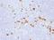 Immunoglobulin Heavy Constant Gamma 1 (G1m Marker) antibody, orb386229, Biorbyt, Immunohistochemistry paraffin image 
