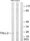 TNF Superfamily Member 13 antibody, TA312116, Origene, Western Blot image 