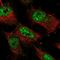 Zinc Finger Protein 821 antibody, PA5-57631, Invitrogen Antibodies, Immunofluorescence image 