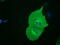SH3 Domain Containing GRB2 Like 1, Endophilin A2 antibody, M05946, Boster Biological Technology, Immunofluorescence image 