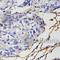 BGP antibody, A6815, ABclonal Technology, Immunohistochemistry paraffin image 