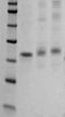Suppressor Of Cytokine Signaling 1 antibody, TA354506, Origene, Western Blot image 
