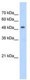 3-Hydroxy-3-Methylglutaryl-CoA Synthase 2 antibody, TA346113, Origene, Western Blot image 