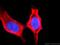 O-GlcNAcase antibody, 66033-1-Ig, Proteintech Group, Immunofluorescence image 