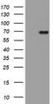 HMG-Box Containing 4 antibody, TA801841, Origene, Western Blot image 
