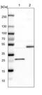 Dynein light chain 1, cytoplasmic antibody, PA5-53635, Invitrogen Antibodies, Western Blot image 