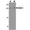Cysteine Dioxygenase Type 1 antibody, TA349155, Origene, Western Blot image 