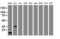 Jun Proto-Oncogene, AP-1 Transcription Factor Subunit antibody, LS-C175405, Lifespan Biosciences, Western Blot image 