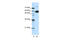 Non-POU Domain Containing Octamer Binding antibody, ARP40716_T100, Aviva Systems Biology, Western Blot image 
