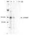 MLX Interacting Protein Like antibody, PA1-16806, Invitrogen Antibodies, Western Blot image 