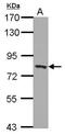Peroxisomal targeting signal 1 receptor antibody, GTX114901, GeneTex, Western Blot image 