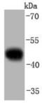 Caspase 9 antibody, NBP2-67848, Novus Biologicals, Western Blot image 
