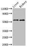 Latent membrane protein 2 antibody, orb53199, Biorbyt, Western Blot image 