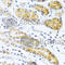 PROK2 antibody, A6705, ABclonal Technology, Immunohistochemistry paraffin image 